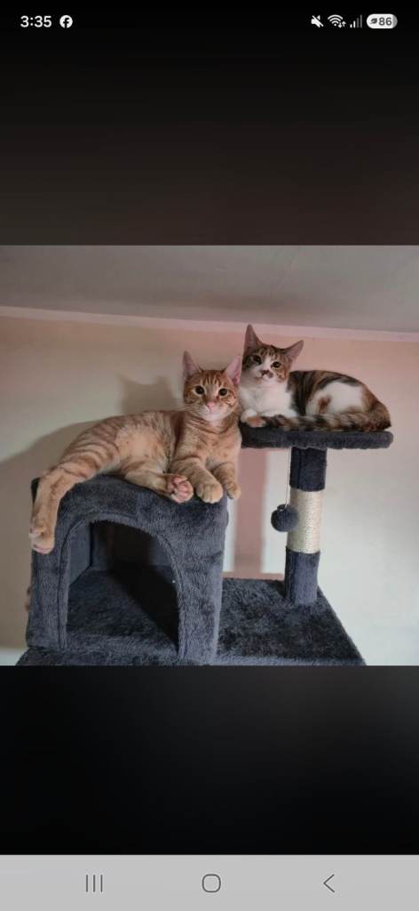 Bengal kittens for sale £140 each