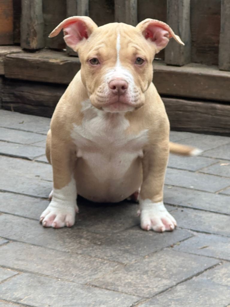 American pocket bully’s AB KC Registered 