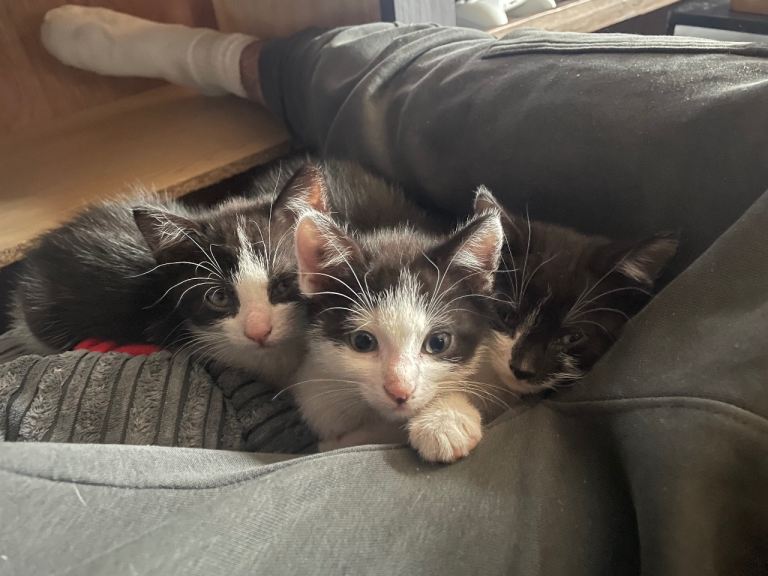 8 weeks old kittens ready on the 24th 