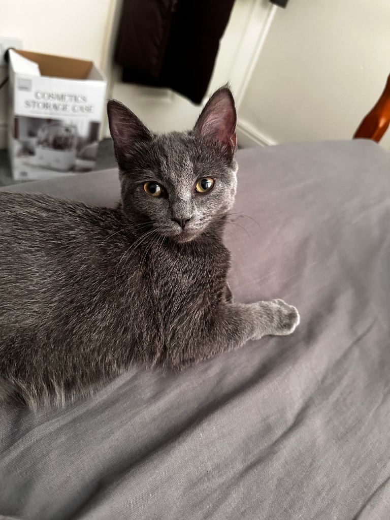 Russian Blue