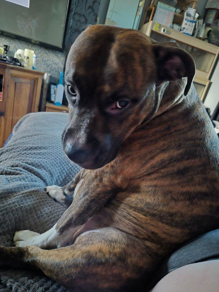 Scoobydoo needs a new home