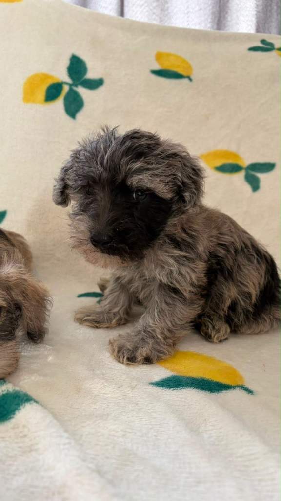 Schnoodle puppies for sale