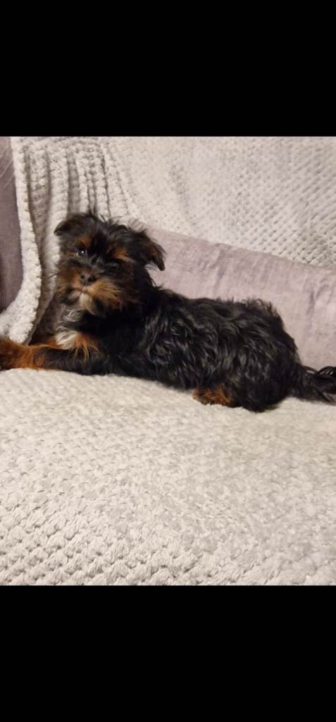 Stunning shorkie girl 