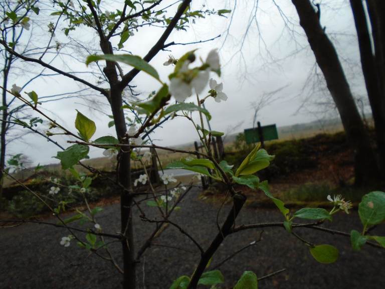 CHERRY PLUM TREE POTTED FLOWERING GARDEN SPECIMEN TREE