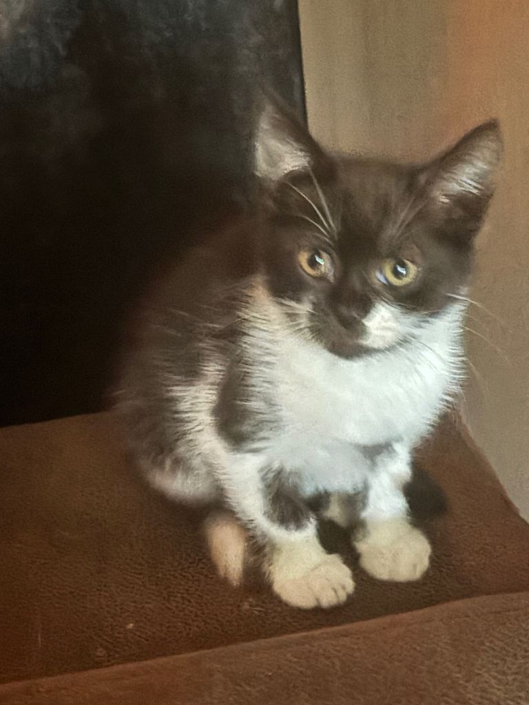 Black & White Kitten