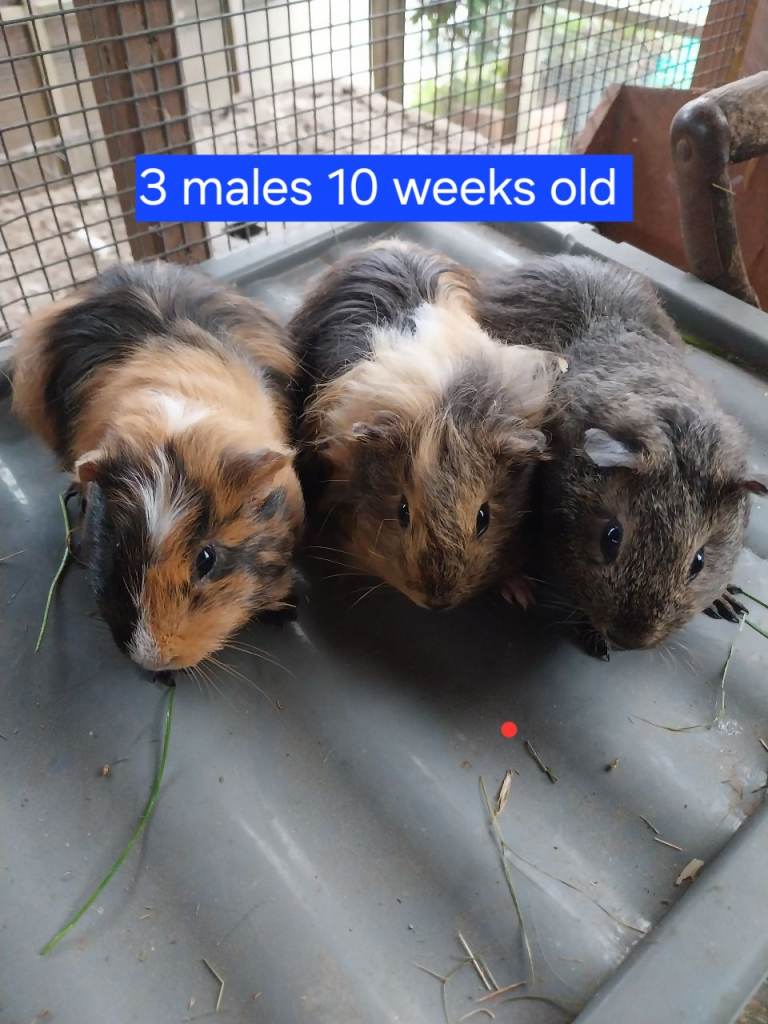 gainea pig for sale 