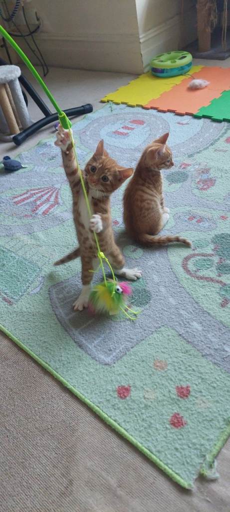 kitens for sale 