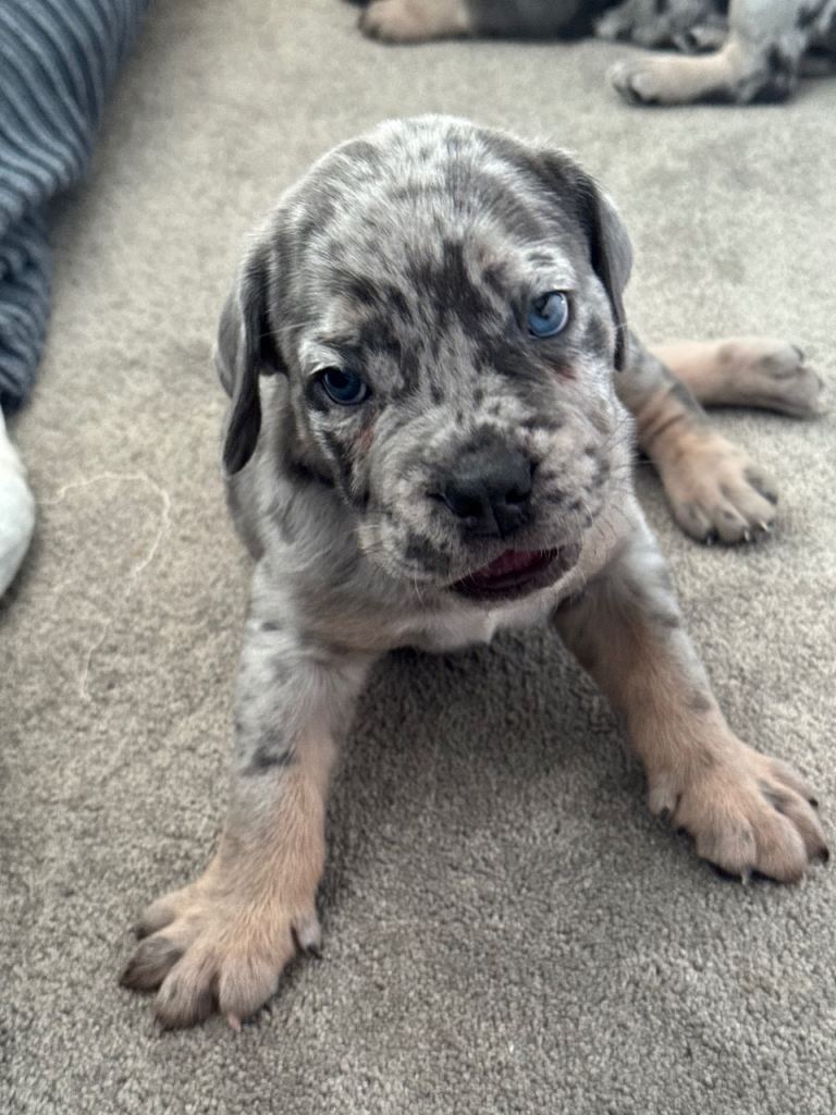 Cane Corso Puppies 