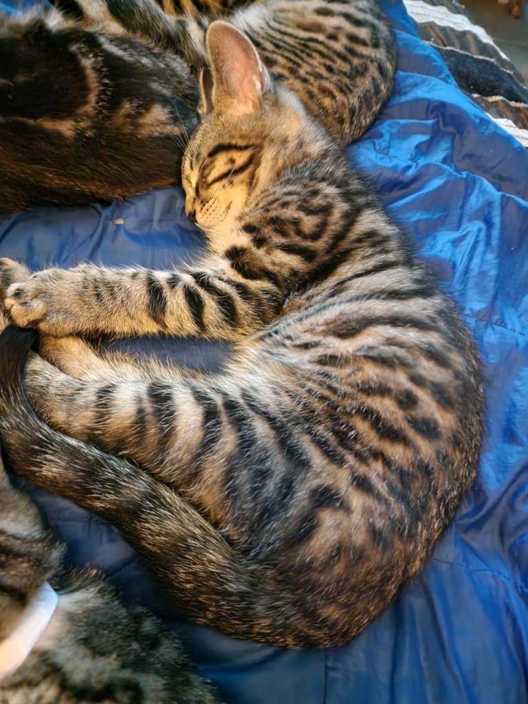 Kittens - Maine Coon cross Bengal