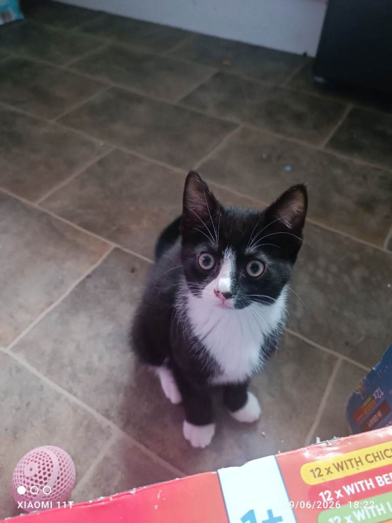 Kittens looking for their for ever homes