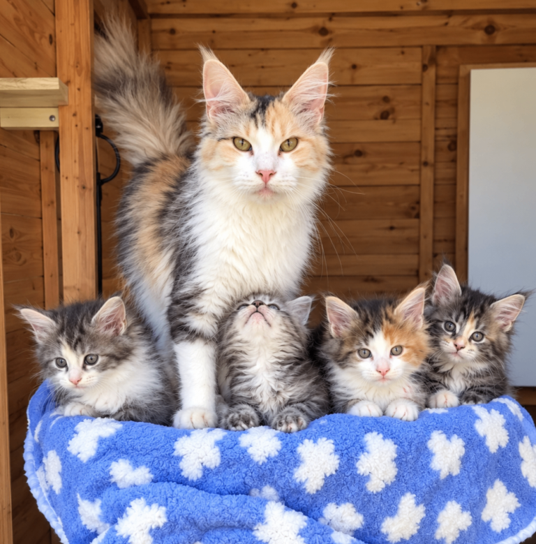 Beautiful Mainecoons kittens