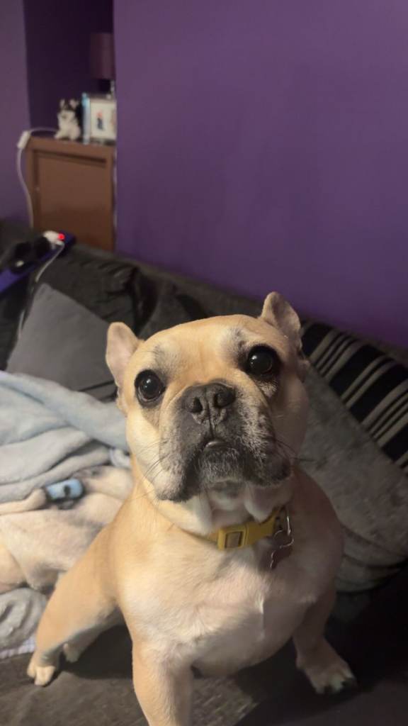 3 year old KC registered female french bulldog