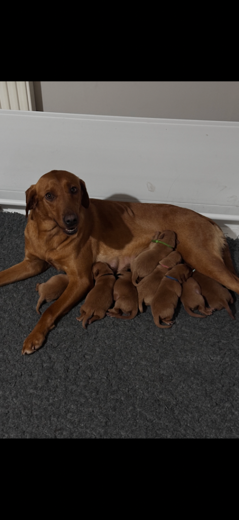 Fox Red Labrador Puppies