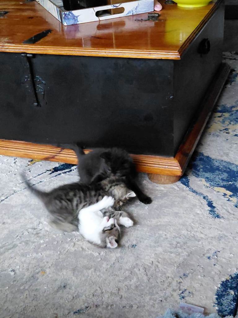 Kittens