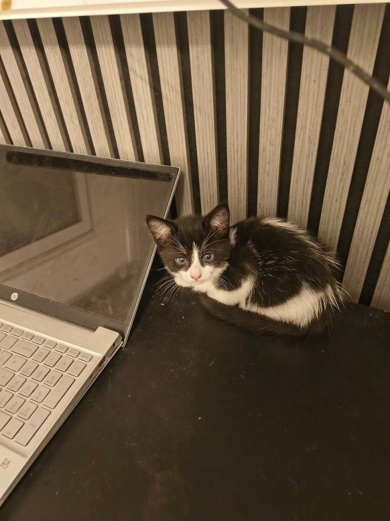Kitten 
