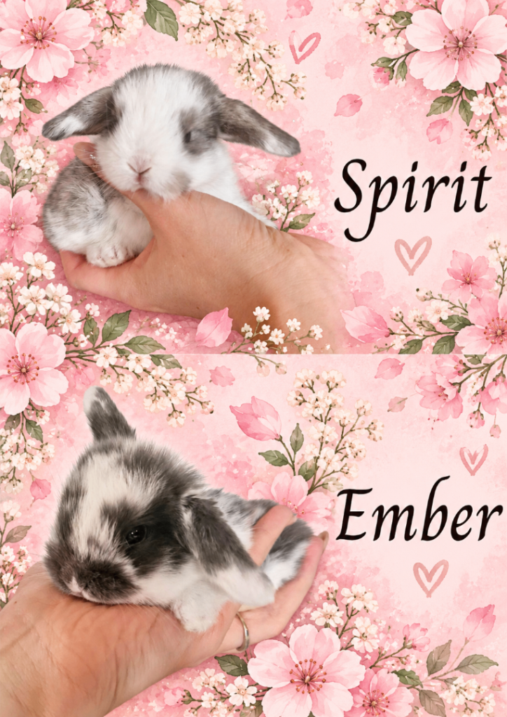 Mini Lop Babies