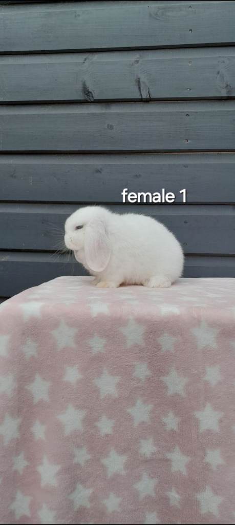 Purebred mini lops. Ready now 