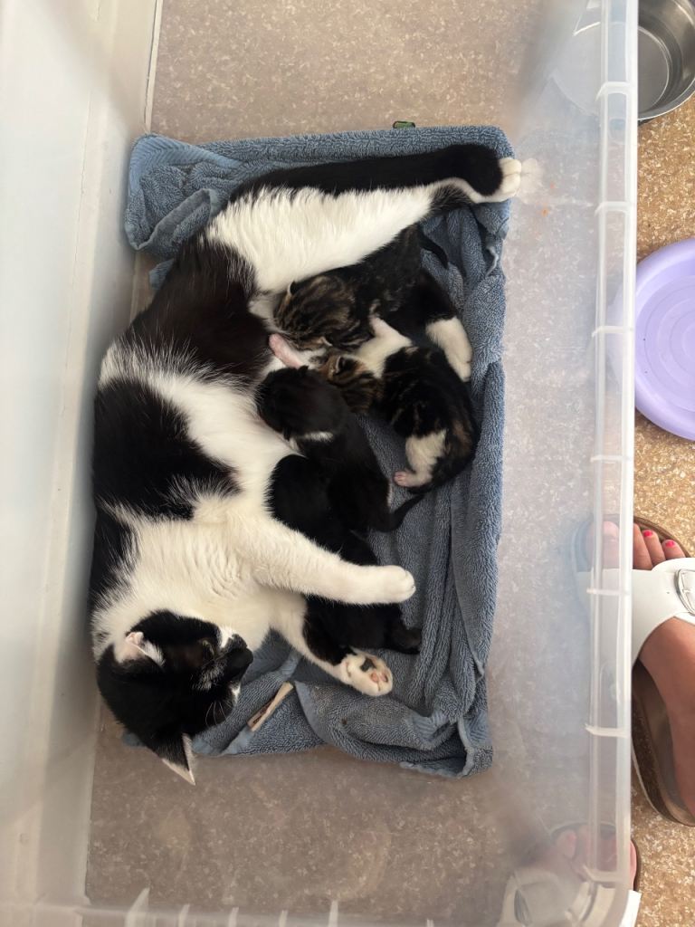 Kittens for sale 