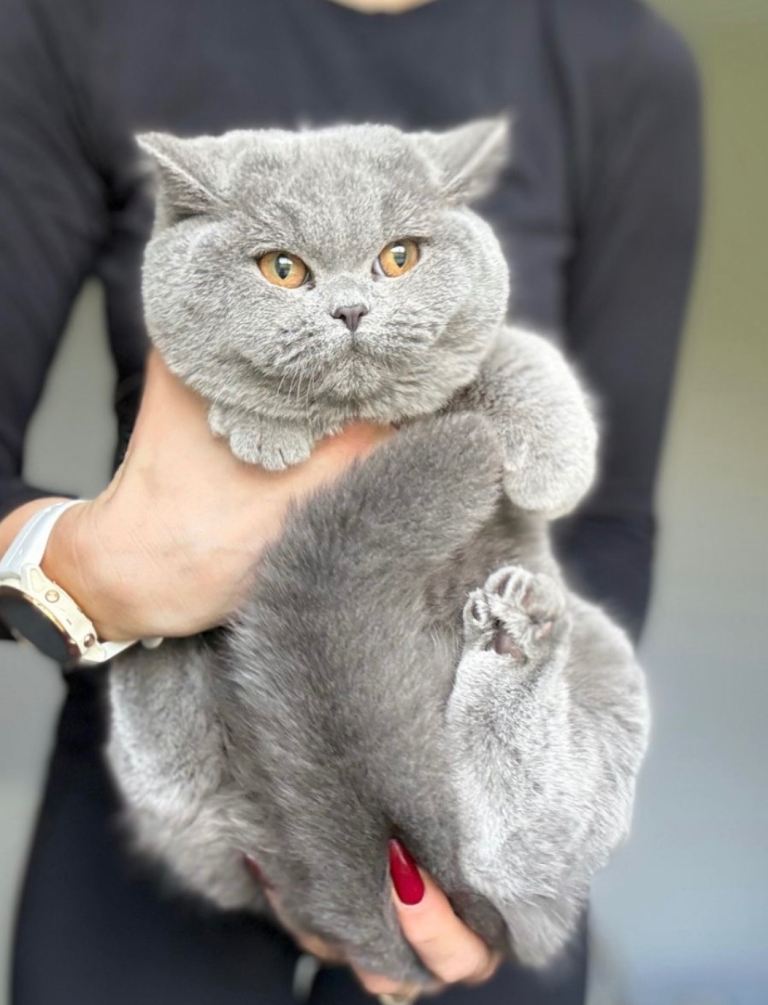 Beautiful GCCF Female