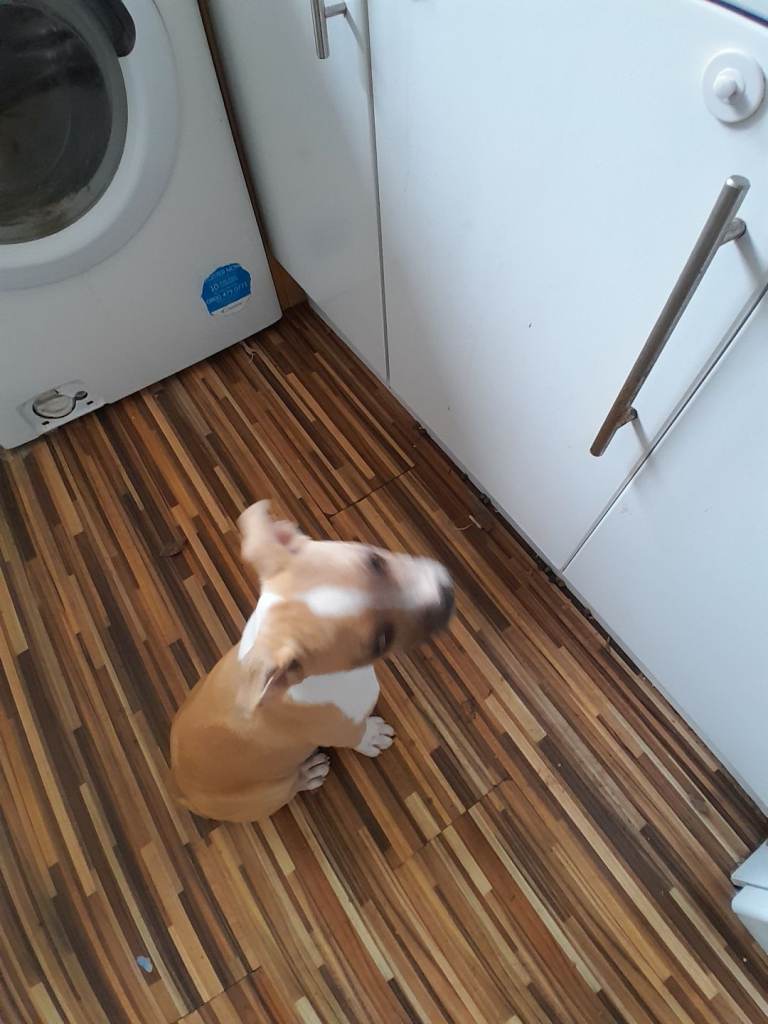 Puppy for sale. Ready now.