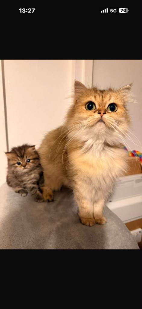 Adorable BLH boy for sale