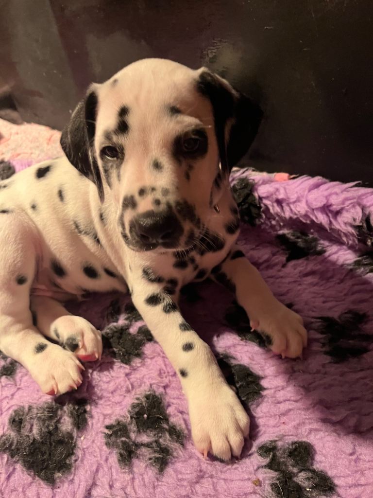 Stunning Dalmatian puppies KC reg show winners 