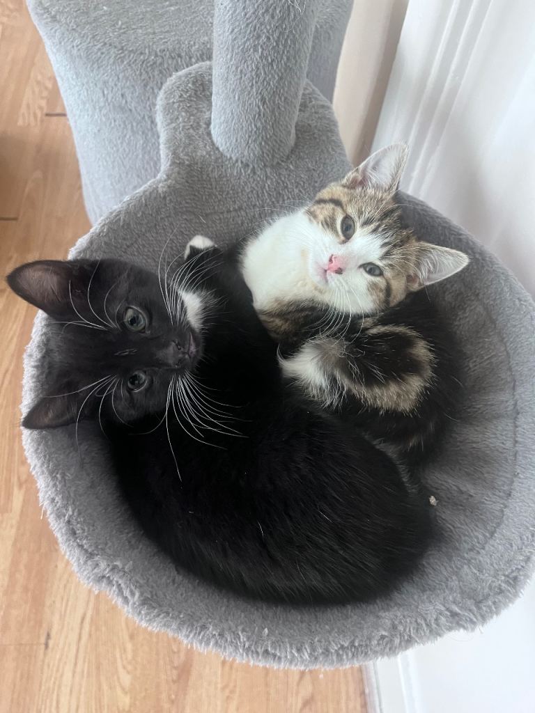Kittens for sale