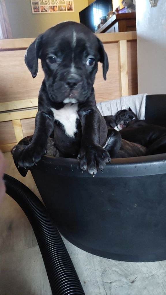 Cane Corso cross American bulldog puppy's 