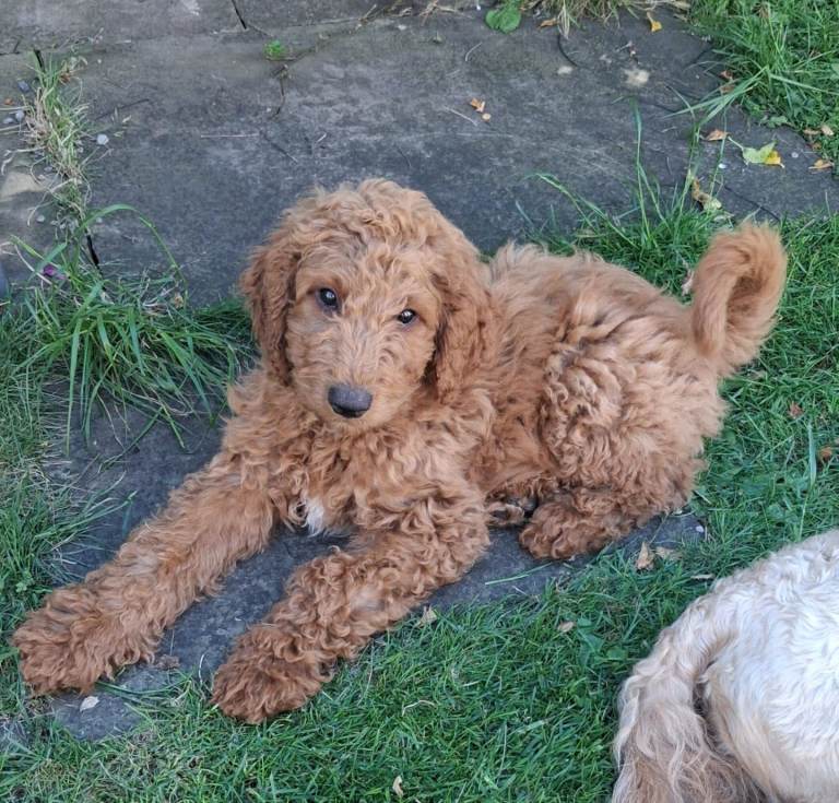 Australian Goldendoodle 