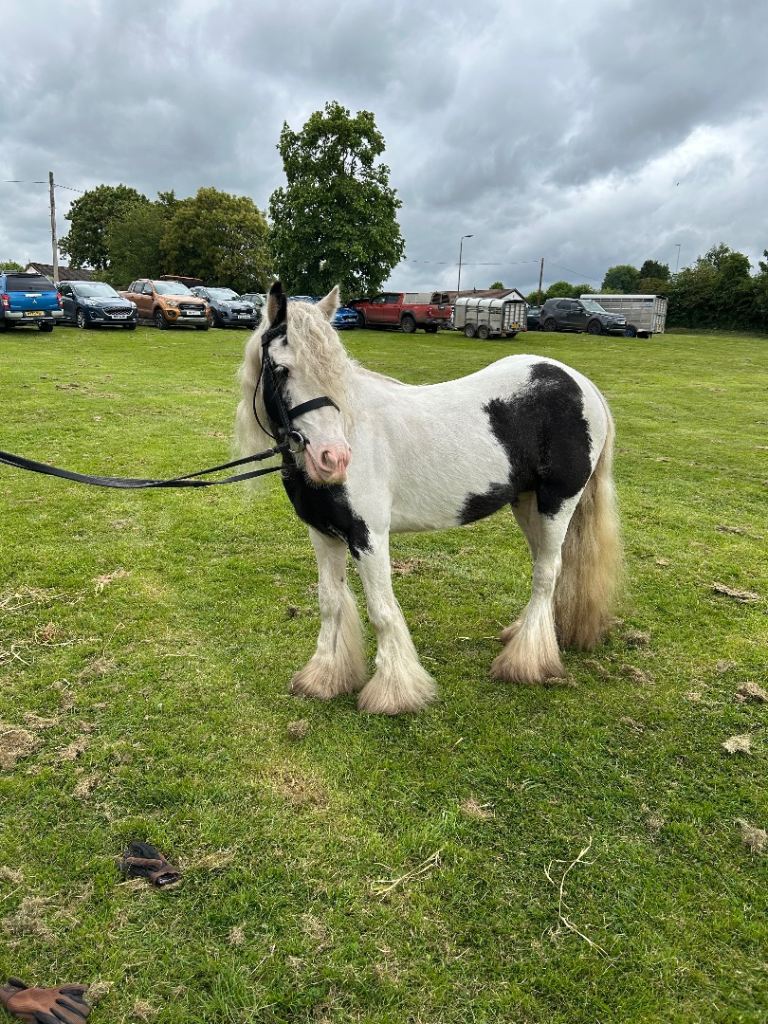 Dory💗 12hh, 5yo cob mare.