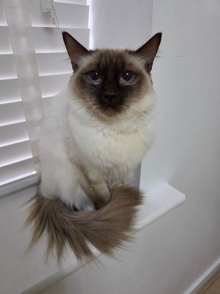 Beautiful Ragdoll female