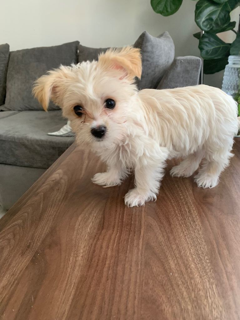 Morkie