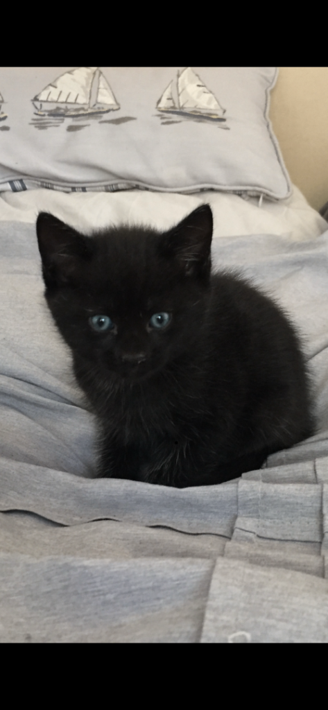 Maine coon /rag doll kittens 