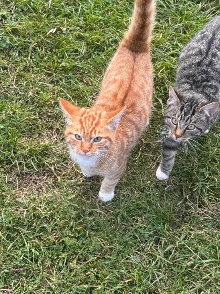 Outdoor Farm Kittens for Rehoming