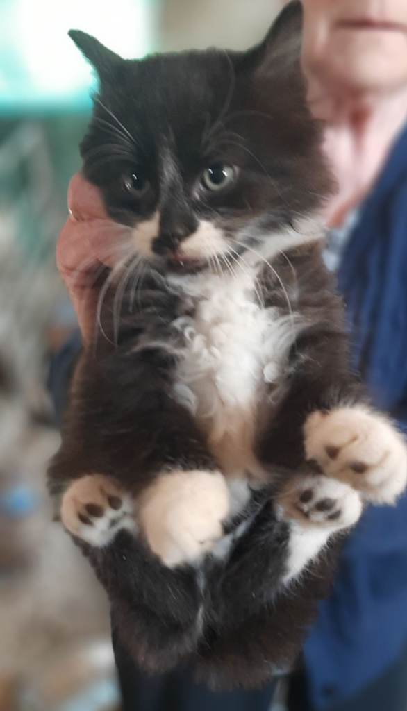 Kittens ready for a new home