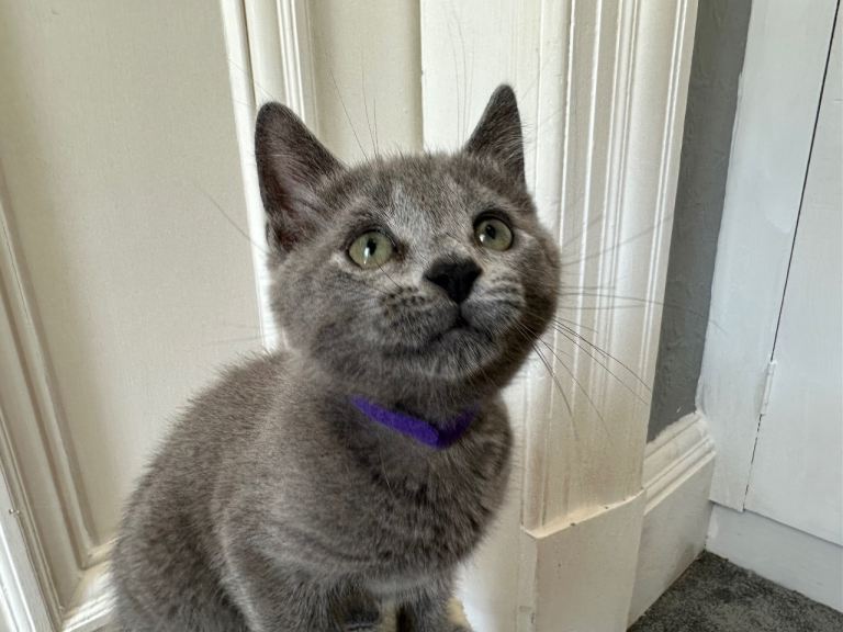 Russian Blue Kittens