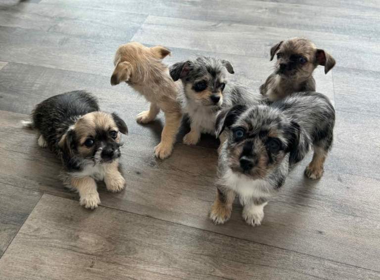 puppies 