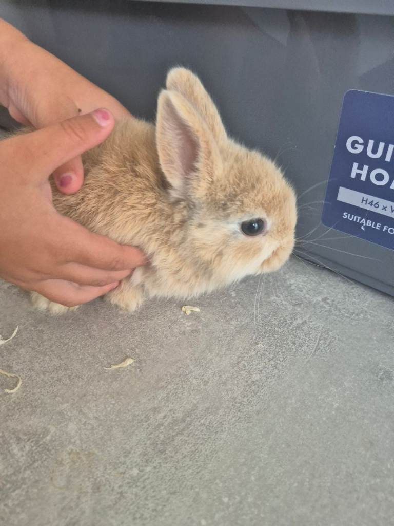 Baby rabbits for sale 
