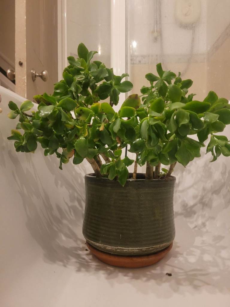 Money Plant brings good luck aka Jade Plant wealth good fortune solid plant pot included