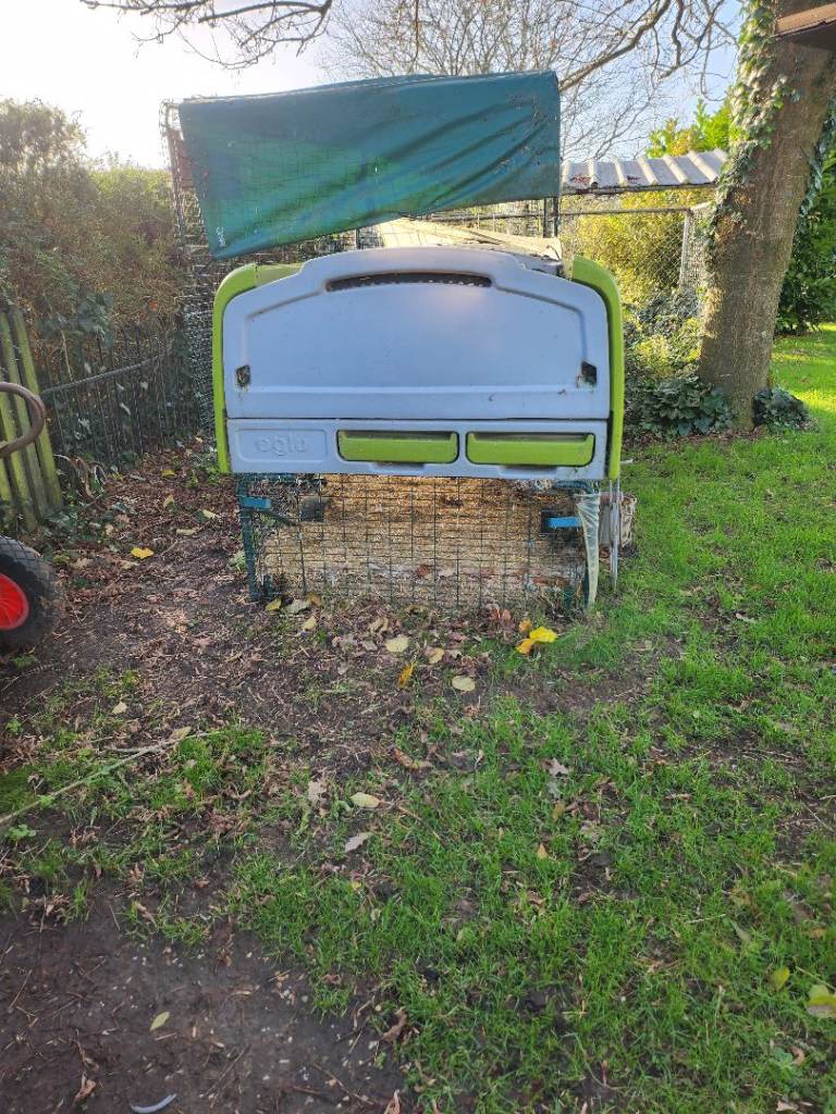 Eglu chicken run