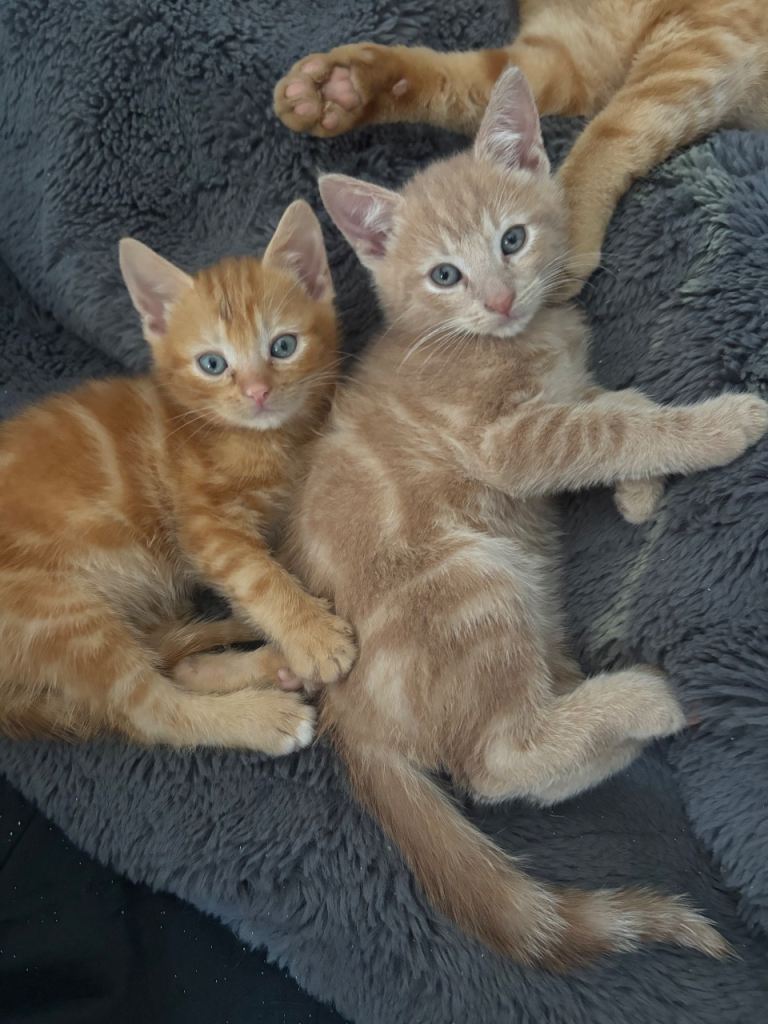 tortoiseshell mixed British shorthair kittens