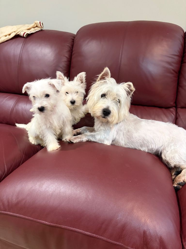 West Highland Puppies 