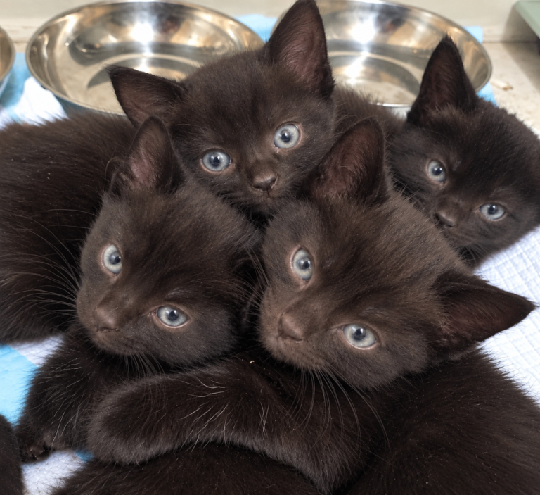 Beautiful Black Kittens – Loving Homes Wanted 🐾