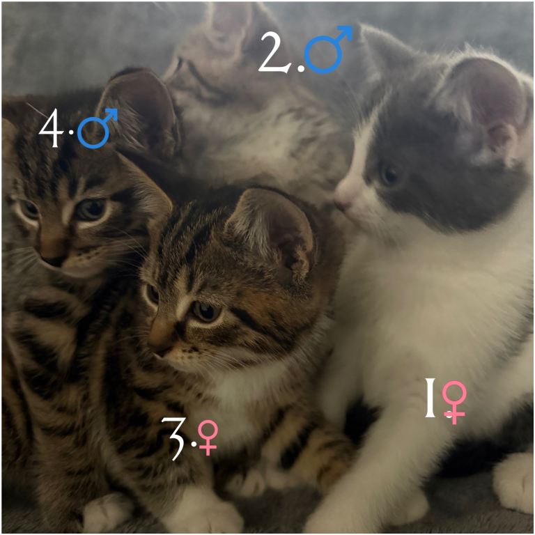4 Adorable Kittens For Sale!