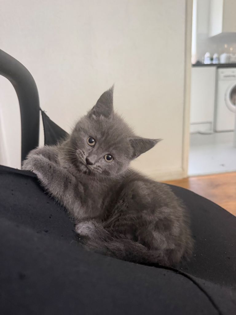 Kittens 8 weeks old 