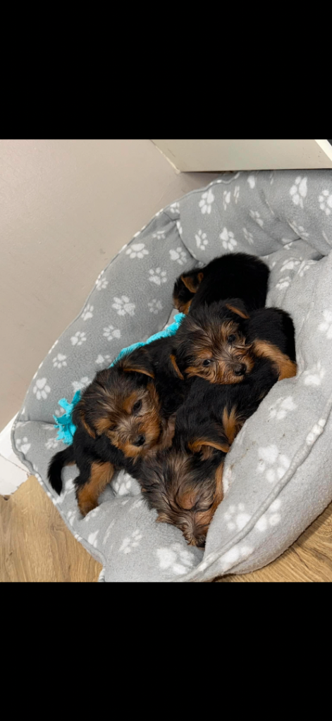 Yorkie pups 