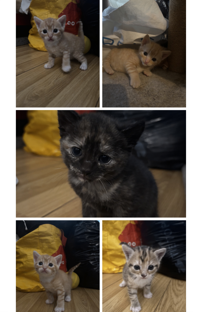 5 Kittens looking for a forever home 