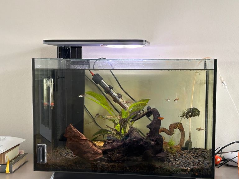 Fish and fish tank 