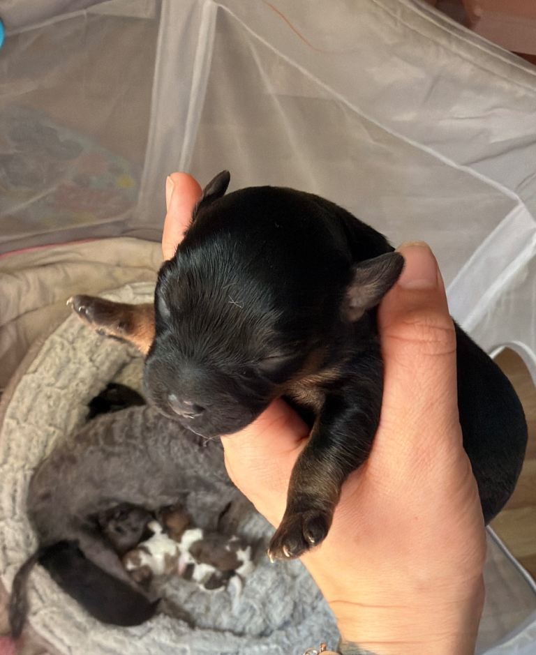 Puppies 