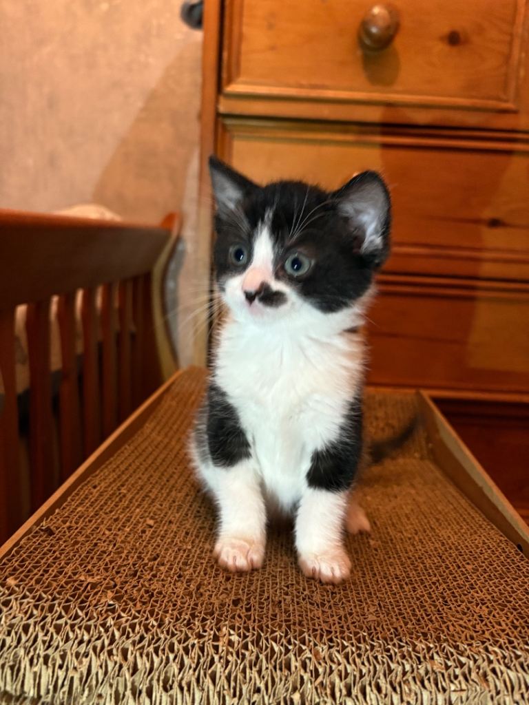 Adorable Black-and-White Kitten with Heart-Shaped Mark Ready for His New Home from 15/12/25 